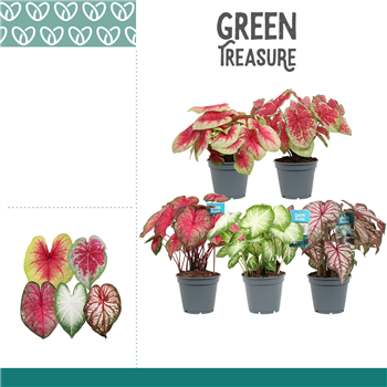 Caladium mix F00000828