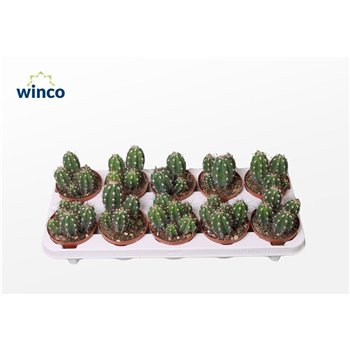 Kaktus Stetsonia Coryne 16cm 10.5cm Q913