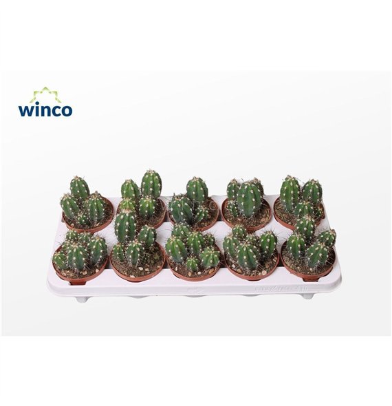 Kaktus Stetsonia Coryne 16cm 10.5cm Q913