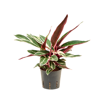 Kalateja 'Triostar' 2CATRBP13