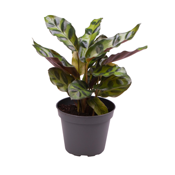 Kalateja Lancifolia F00000942