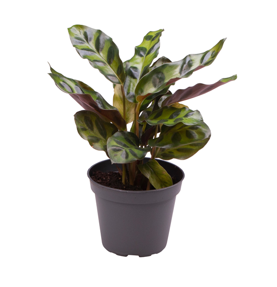 Kalateja Lancifolia F00000942
