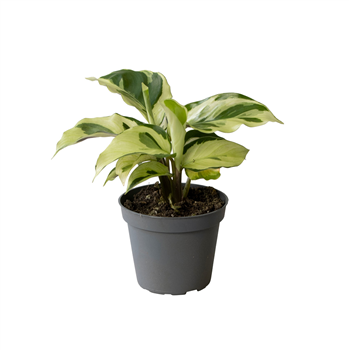 Kalateja Yellow Miracle F00000945