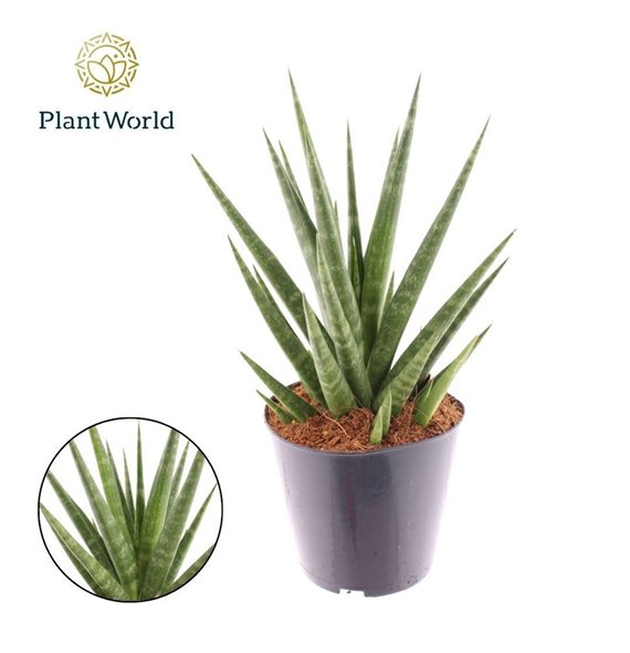 Taščin jezik - Sanseveria Blue Dancing 30cm 12cm Q1165