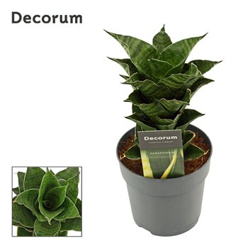 Taščin jezik - Sanseveria Mahanakorn 12cm Decorum 25cm 12cm Q1169