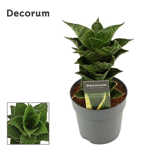 Taščin jezik - Sanseveria Mahanakorn 12cm Decorum 25cm 12cm Q1169