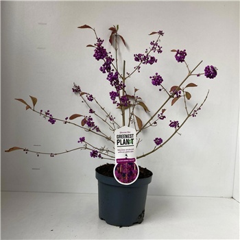 Callicarpa bodinieri 'Profusion' F00005788