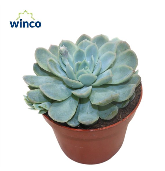 Echeveria Zonnestraal1 fl 15cm 10.5cm Q1234