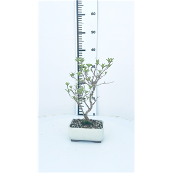 Callicarpa japonica F00007605