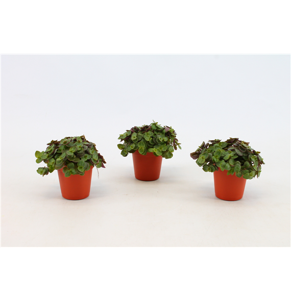 Callisia 'Turtle' F00000404