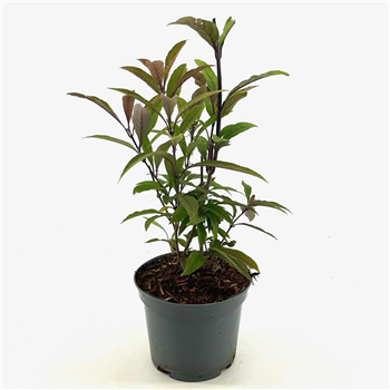Callicarpa kwangtungensis F00008294