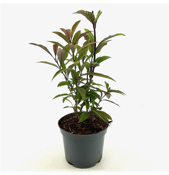 Callicarpa kwangtungensis F00008294