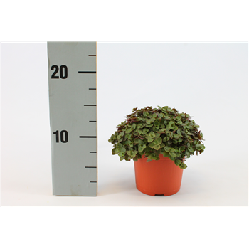 Callisia 'Turtle' F00000425