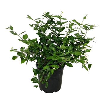 Calycanthus fertilis F00007384