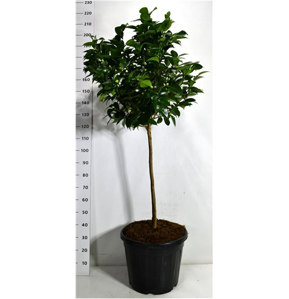 Camellia japonica 'Debbie' F00006522