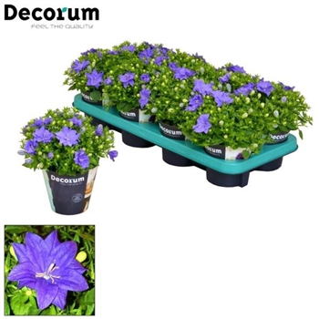 Campanula isophylla 'Dublin Blue' F00004315