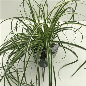 Carex 'Feather Falls' F00004036