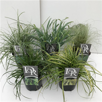 Carex Everest mix F00004003