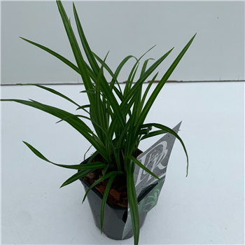 Carex Irisch Green F00005340