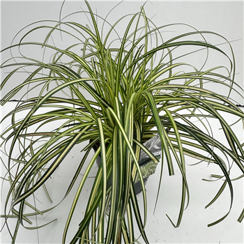 Carex Moon Falls F00005353