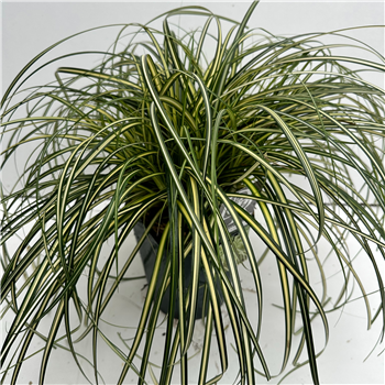 Carex Moon Falls F00005354