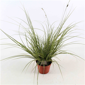 Carex brunnea 'Jubilo' F00008191