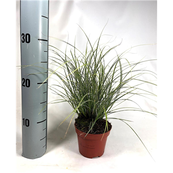 Carex brunnea 'Jubilo' F00008105
