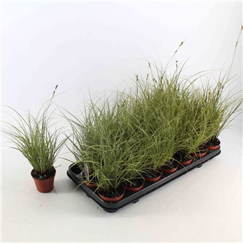 Carex brunnea 'Jubilo' F00008121