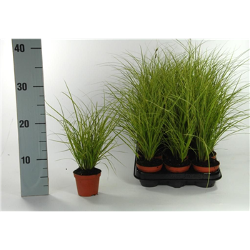 Carex brunnea 'Variegata' F00008122