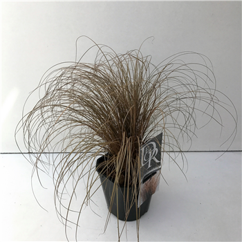 Carex comans 'Bronze Form' F00003854