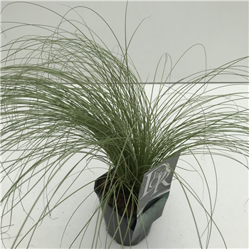 Carex comans 'Frosted Curls' F00003884