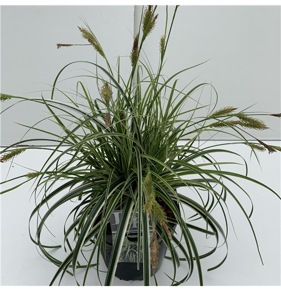 Carex comans 'Feather Falls' F00004041