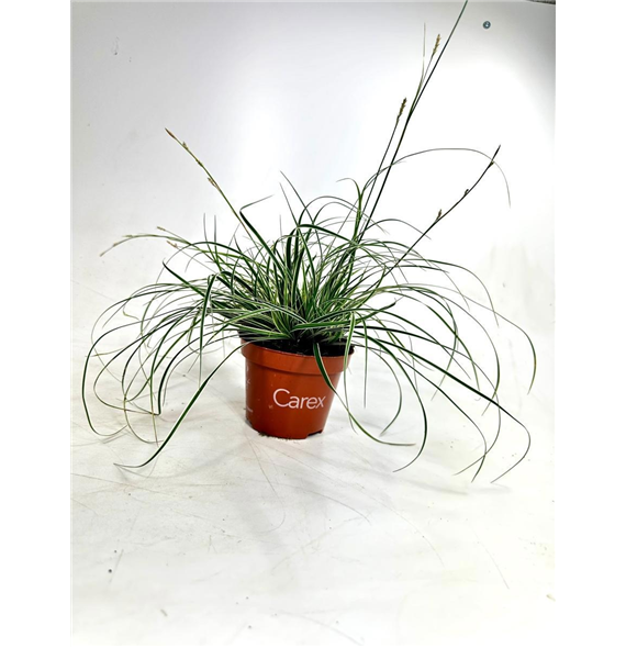 Carex conica 'Snowline' F00008107