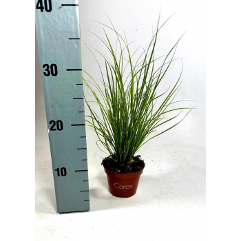 Palma Carex howardii 'Phoenix Green' F00008109