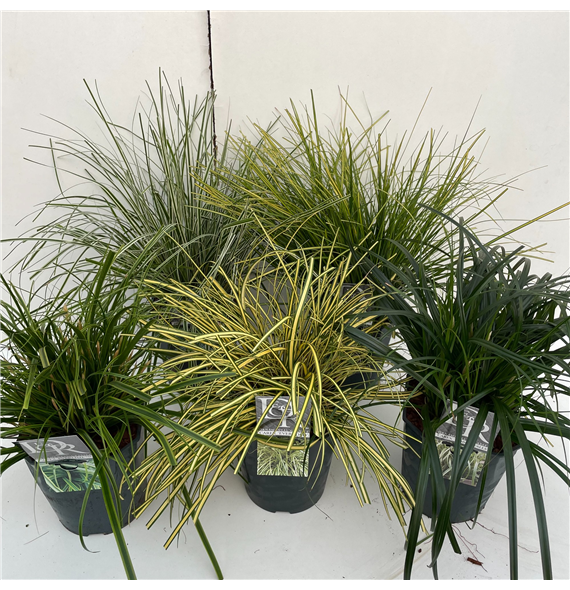 Carex mix F00004045