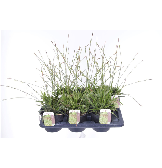 Carex morrowii F00007193