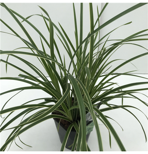 Carex morrowii 'Ice Dance' F00003908