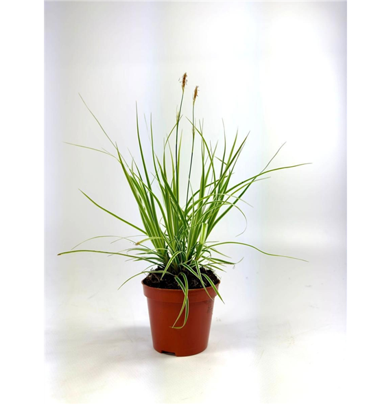 Carex oshimensis 'Evercolor Everest' F00008115