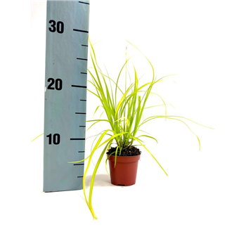 Carex oshimensis 'Evercolor Eversheen' F00008117