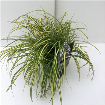 Carex oshimensis 'Evercolor Eversheen' F00004005