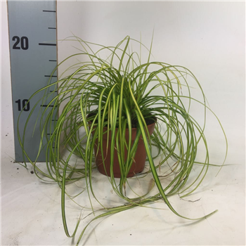 Carex oshimensis 'Evercolor Eversheen' F00008192