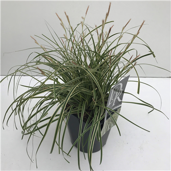 Carex oshimensis 'Evercream' F00004026