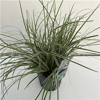 Carex oshimensis 'Everest' F00003860