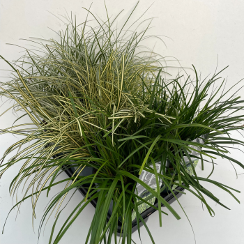 Carex oshimensis 'Everest' mix tray F00004047