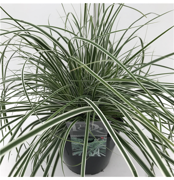 Carex oshimensis 'Everest' F00003985