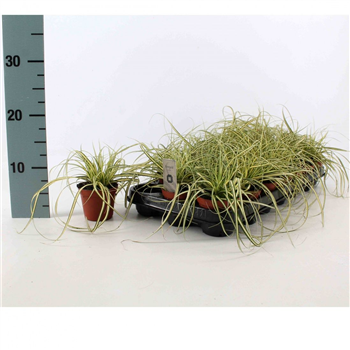 Carex oshimensis 'Evergold' F00008190