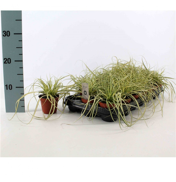 Carex oshimensis 'Evergold' F00008190