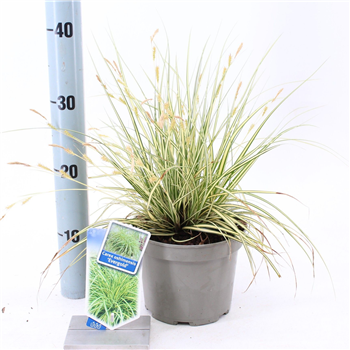 Carex oshimensis 'Evergold' F00005808