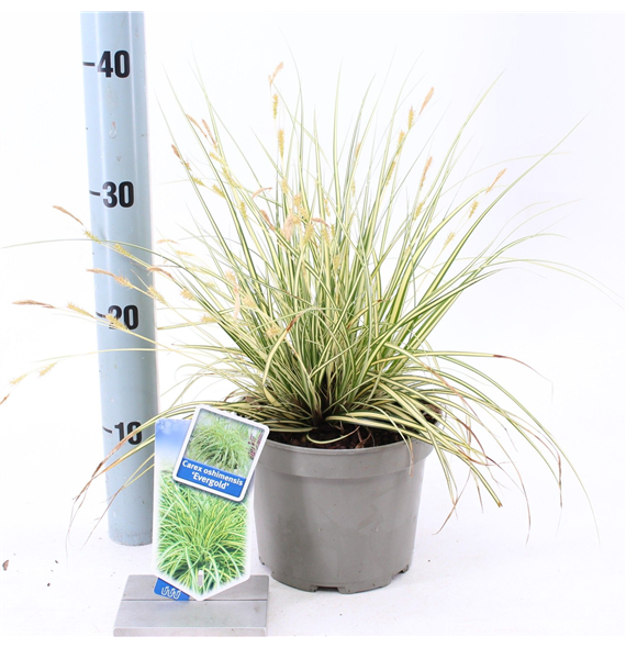 Carex oshimensis 'Evergold' F00005808