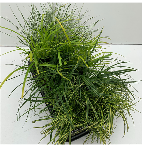 Carex oshimensis 'Evergold' mix tray F00004046